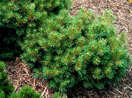      Pinus strobus Krugers Lilliput